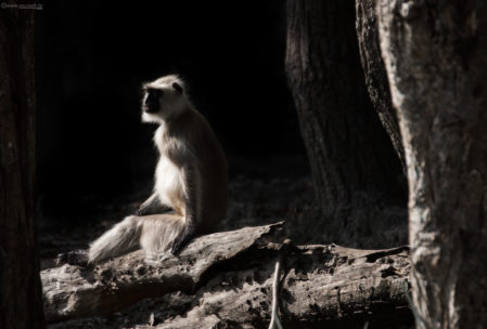 Common Langur