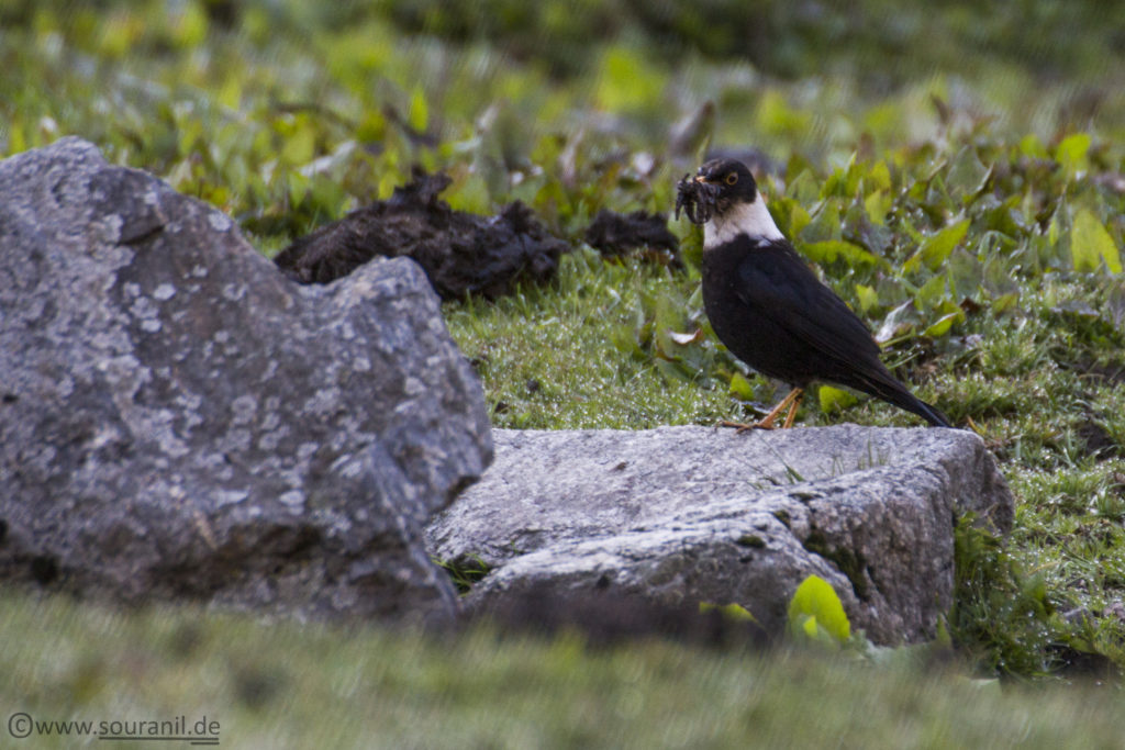 White-coloured Blackbird