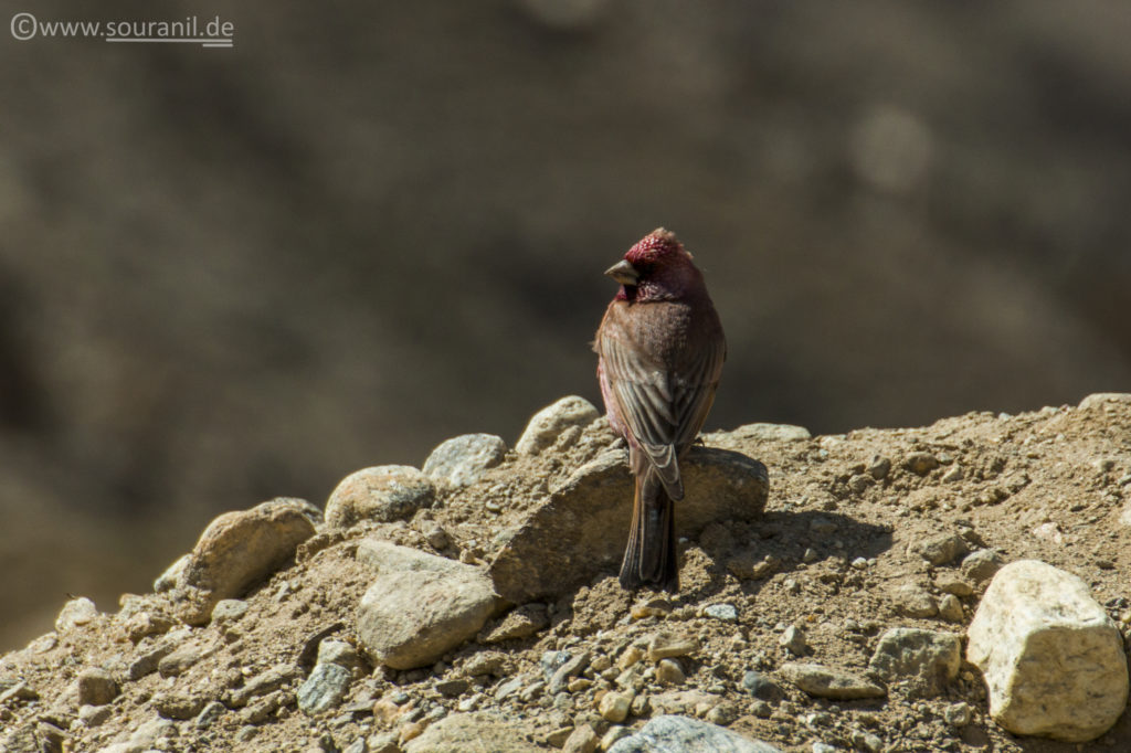 Beautiful Rosefinch