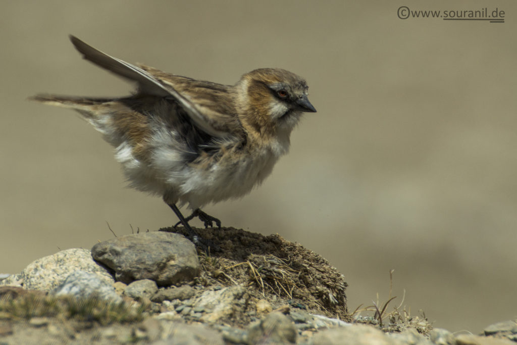 Plain-backed Snowfinch