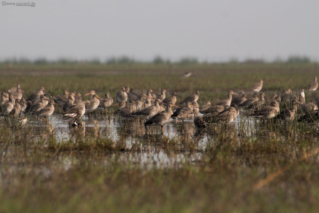 Black-tailed Godwits