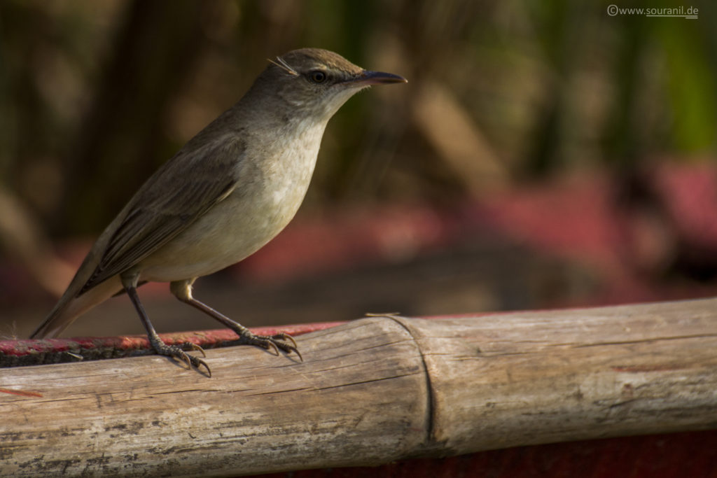 Clamorous Reed Warbler