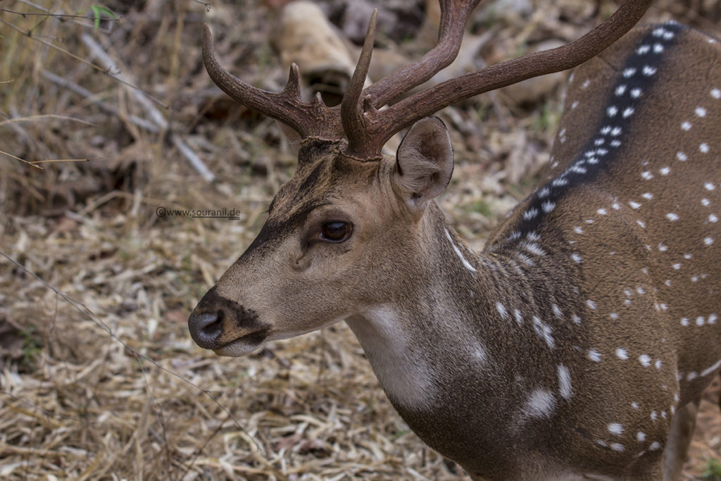 Chital_Tadoba