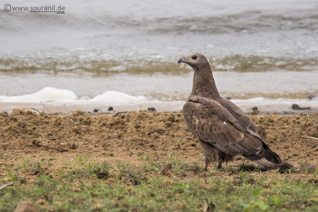 Buzzard Tadoba