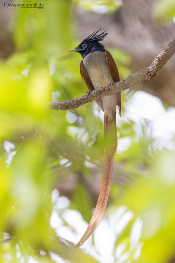 Paradise Flycatcher Tadoba