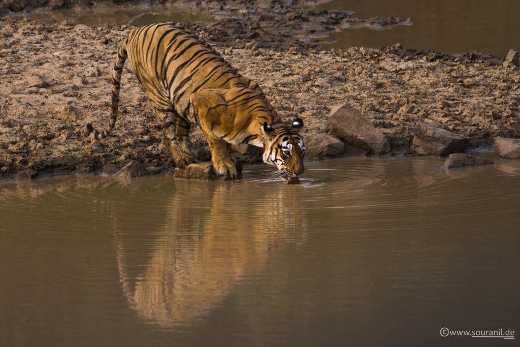 Chhoti Tara Tadoba 3