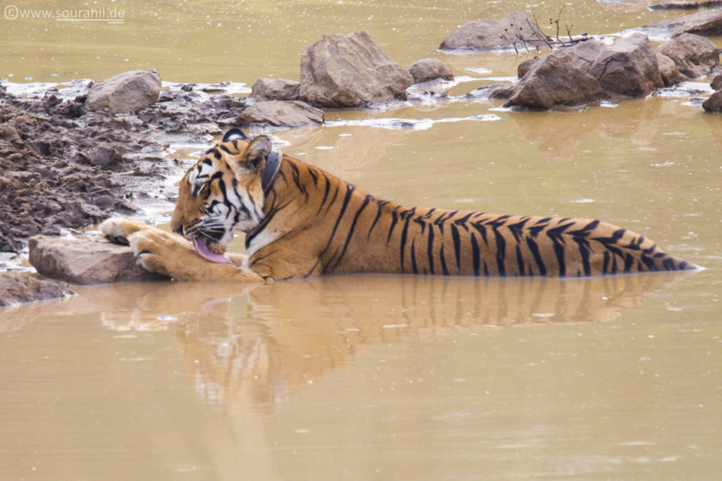 Chhoti Tara tadoba 2