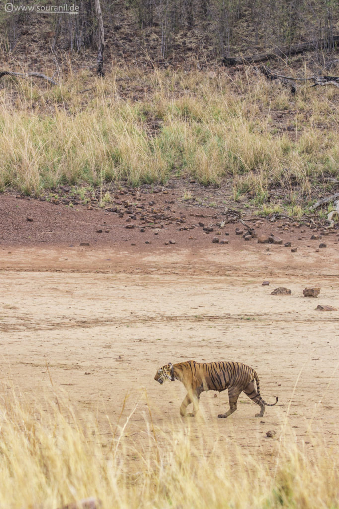 Chhoti Tara Tadoba