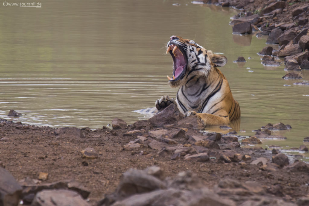 Tiger_Tadoba2