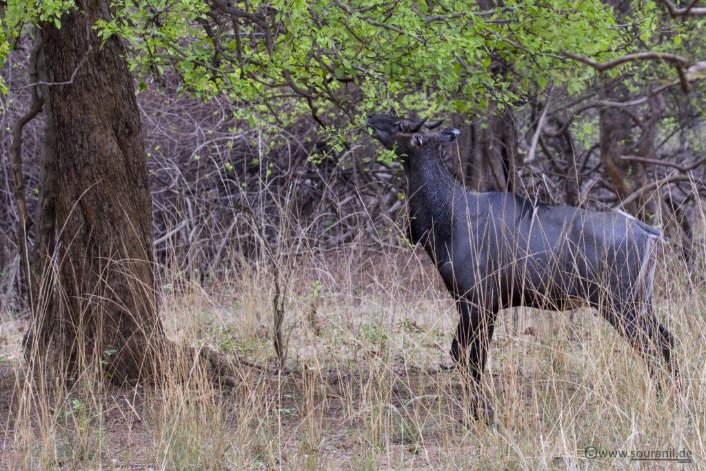 Nilgai_Tadoba