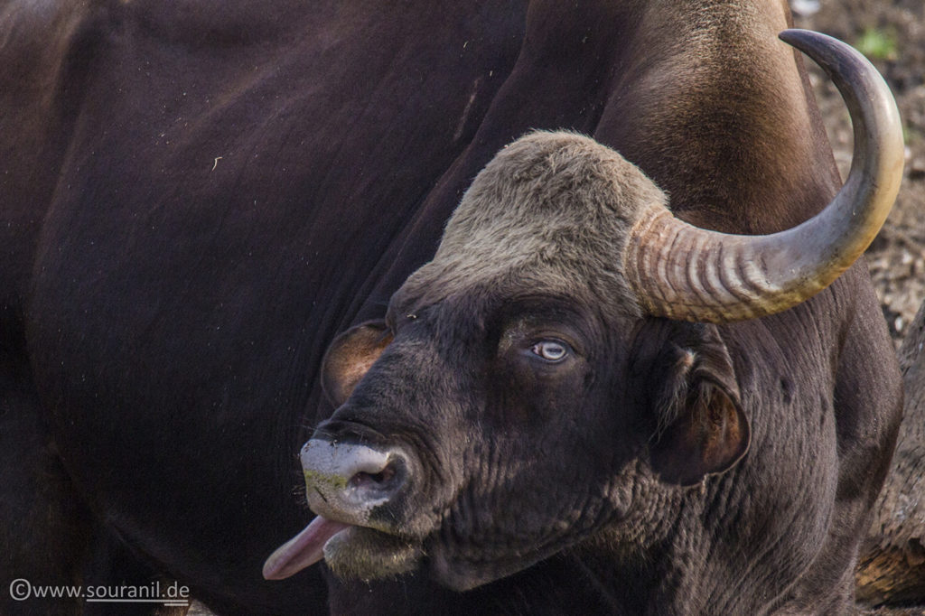 Gaur_Tadoba