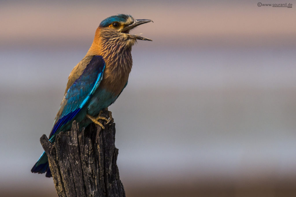 Roller_tadoba