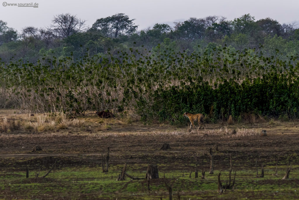 Tadoba Tigerscape