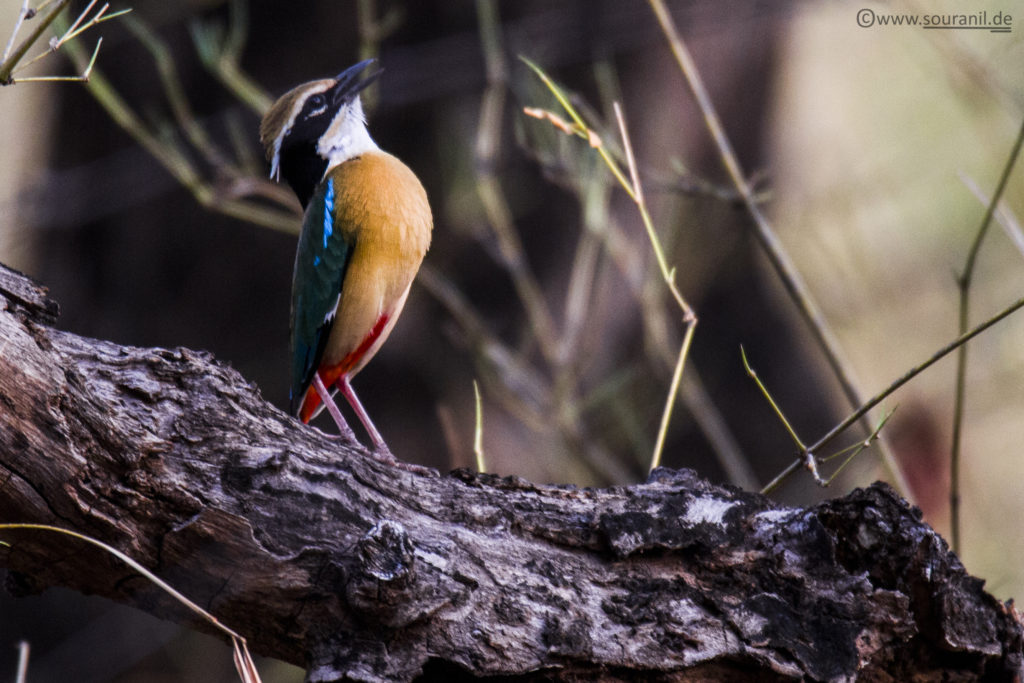 Pitta_tadoba