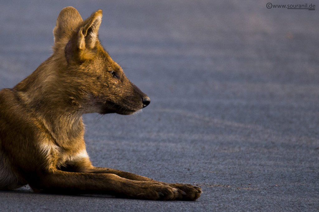 Dhole_Tadoba