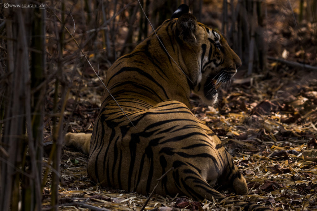 Tiger_tadoba