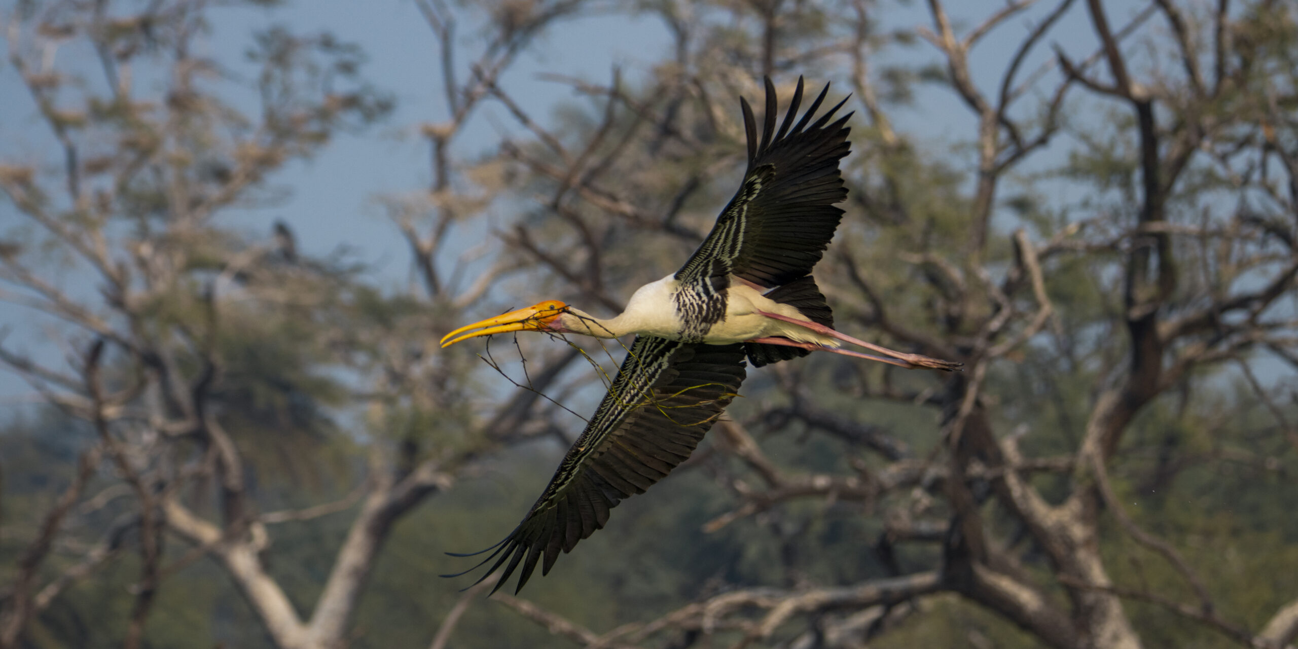 painted_stork