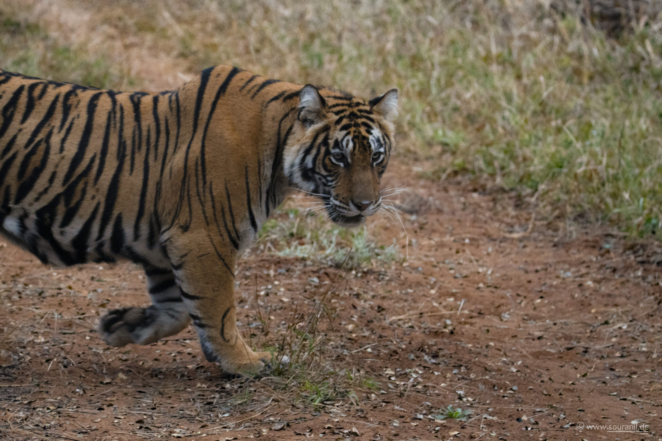 tiger walking