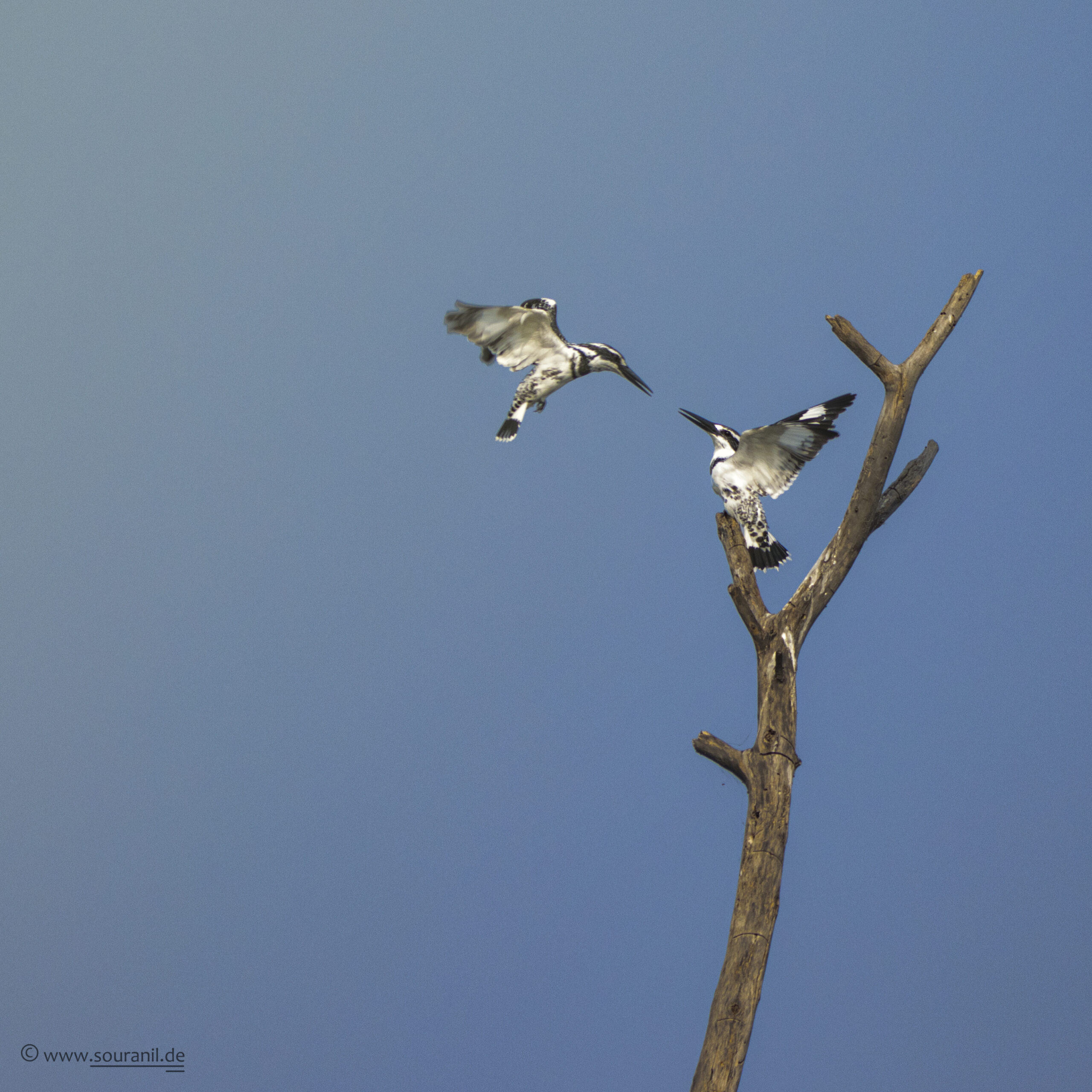 Pied Kingfishers