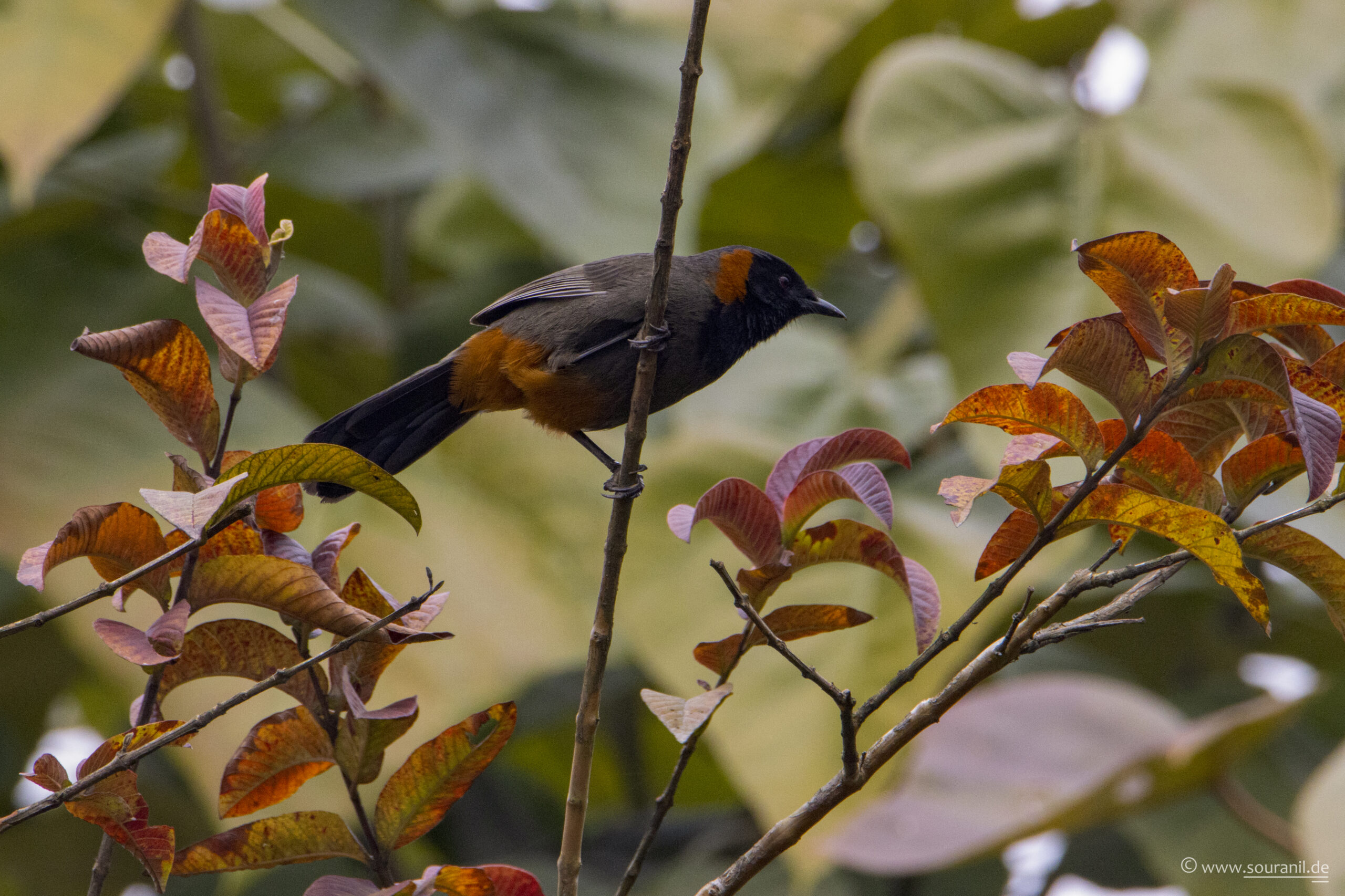 Rufuous-necked Laughing Thrush
