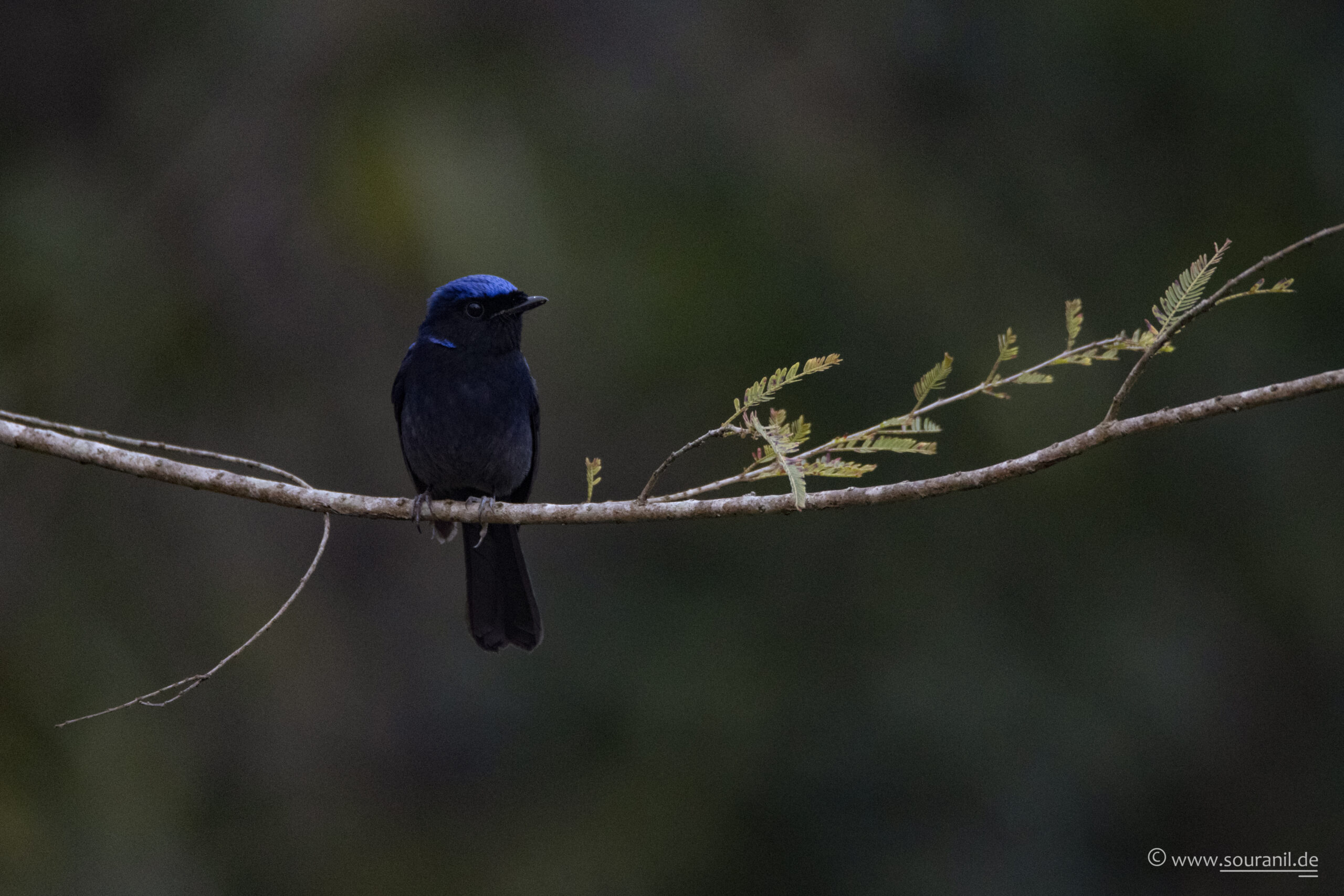 Small Niltava