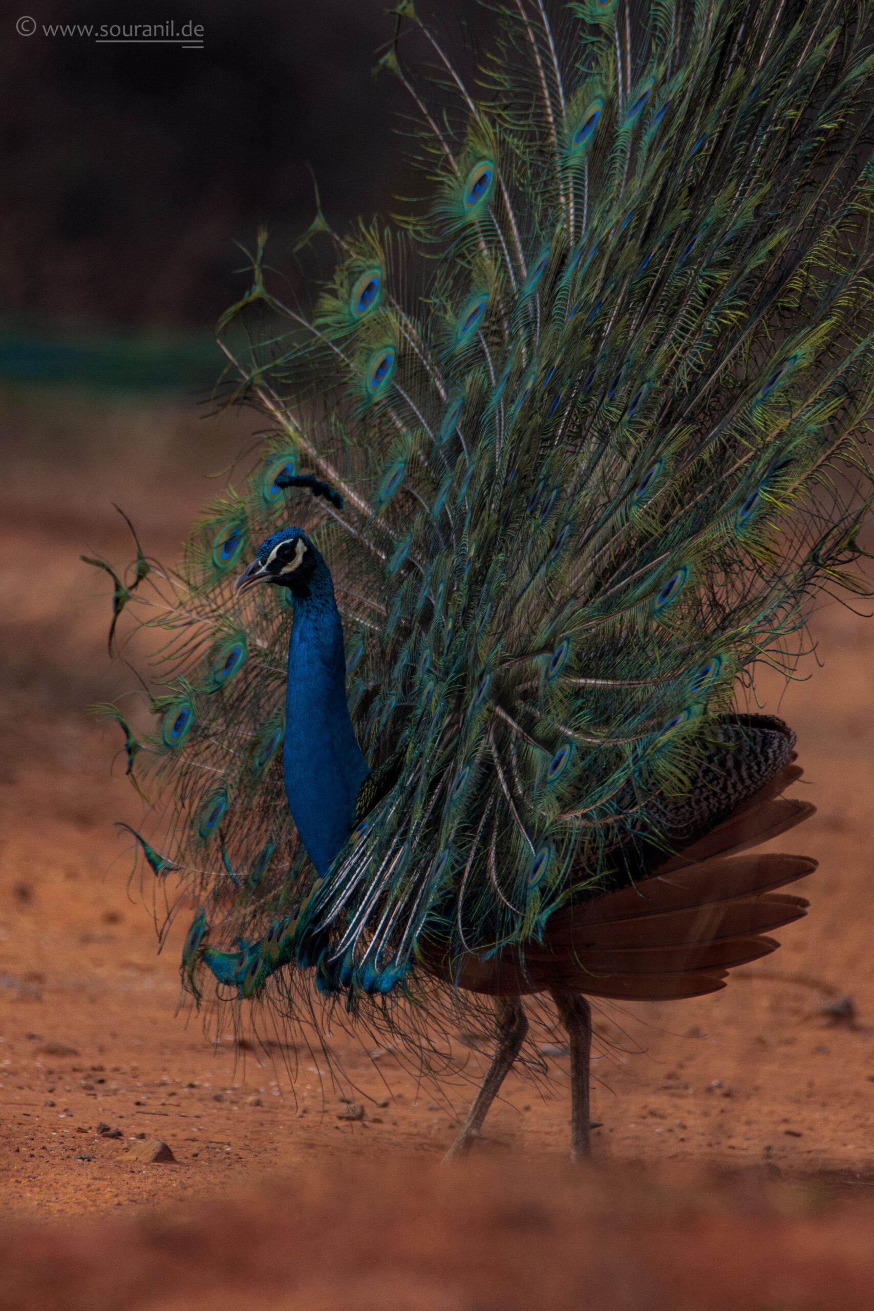 peacock-valley-peaock-side