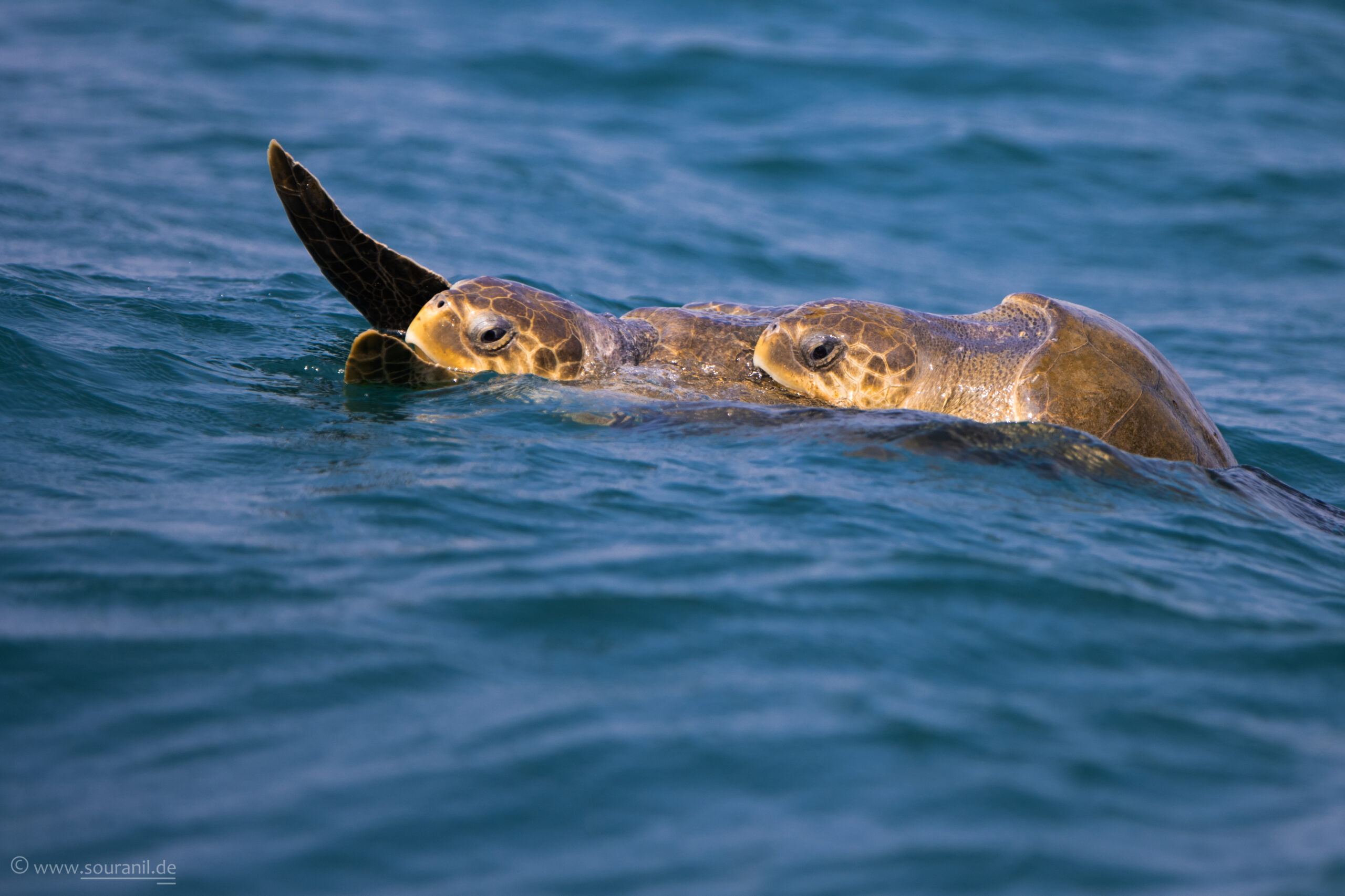 turtles-mating