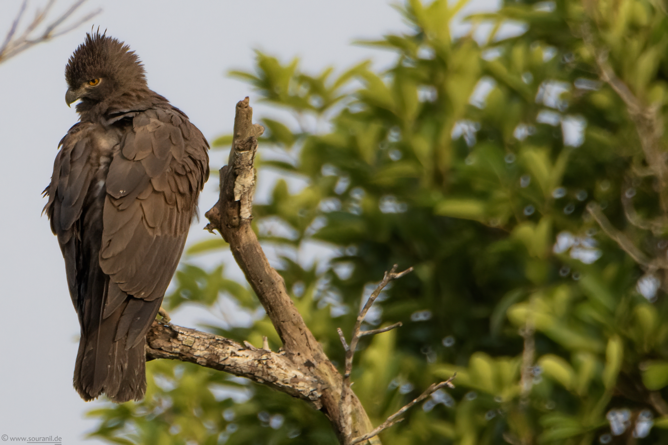 crested-hawk-eagle