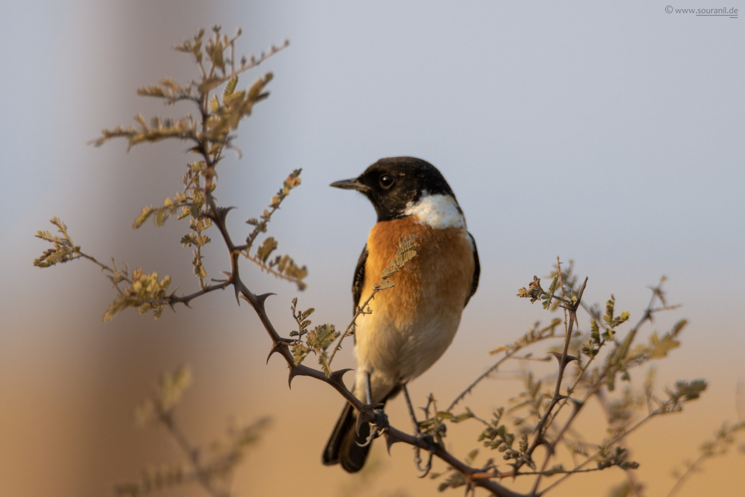siberian-stonechat