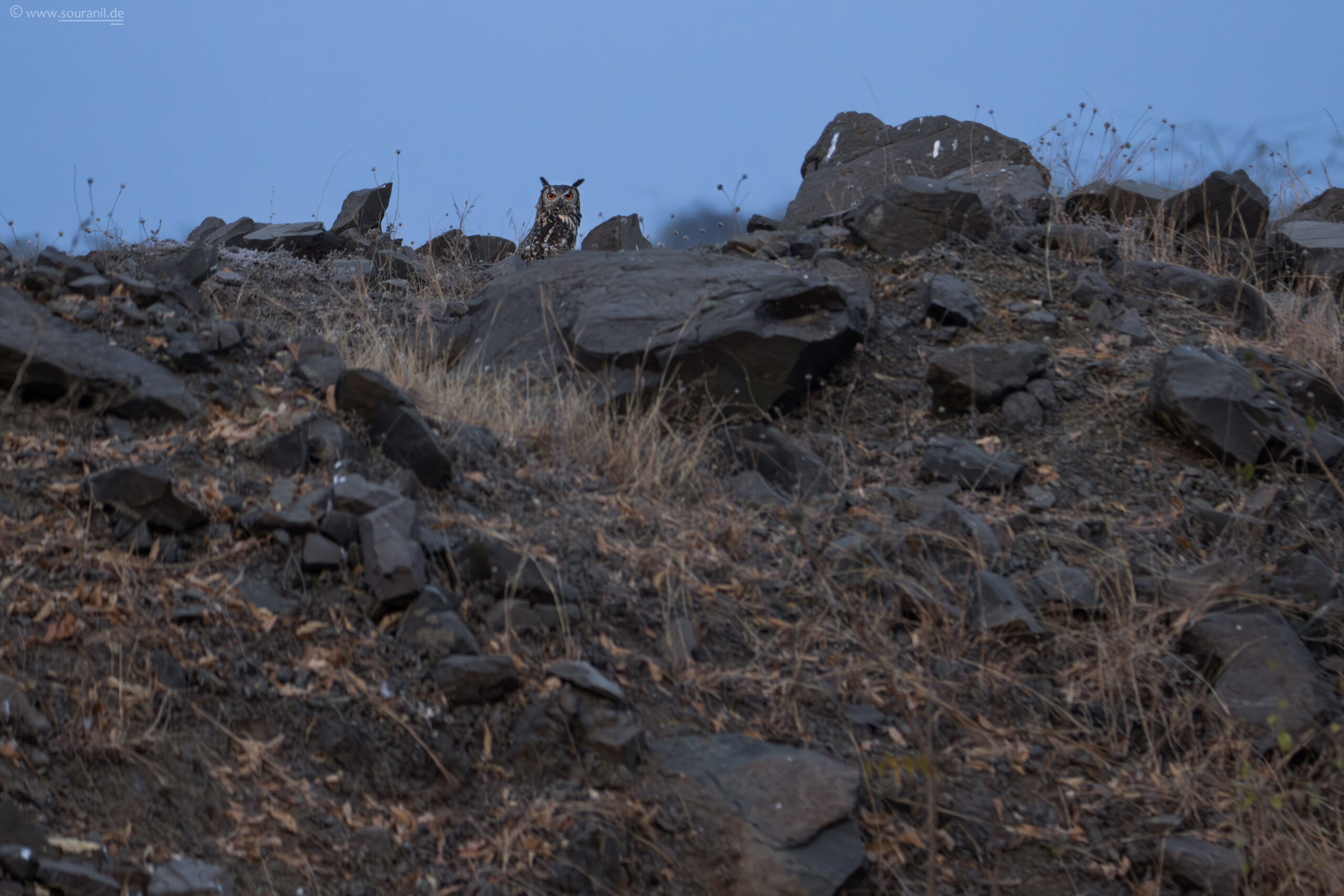rock-eagle-owl