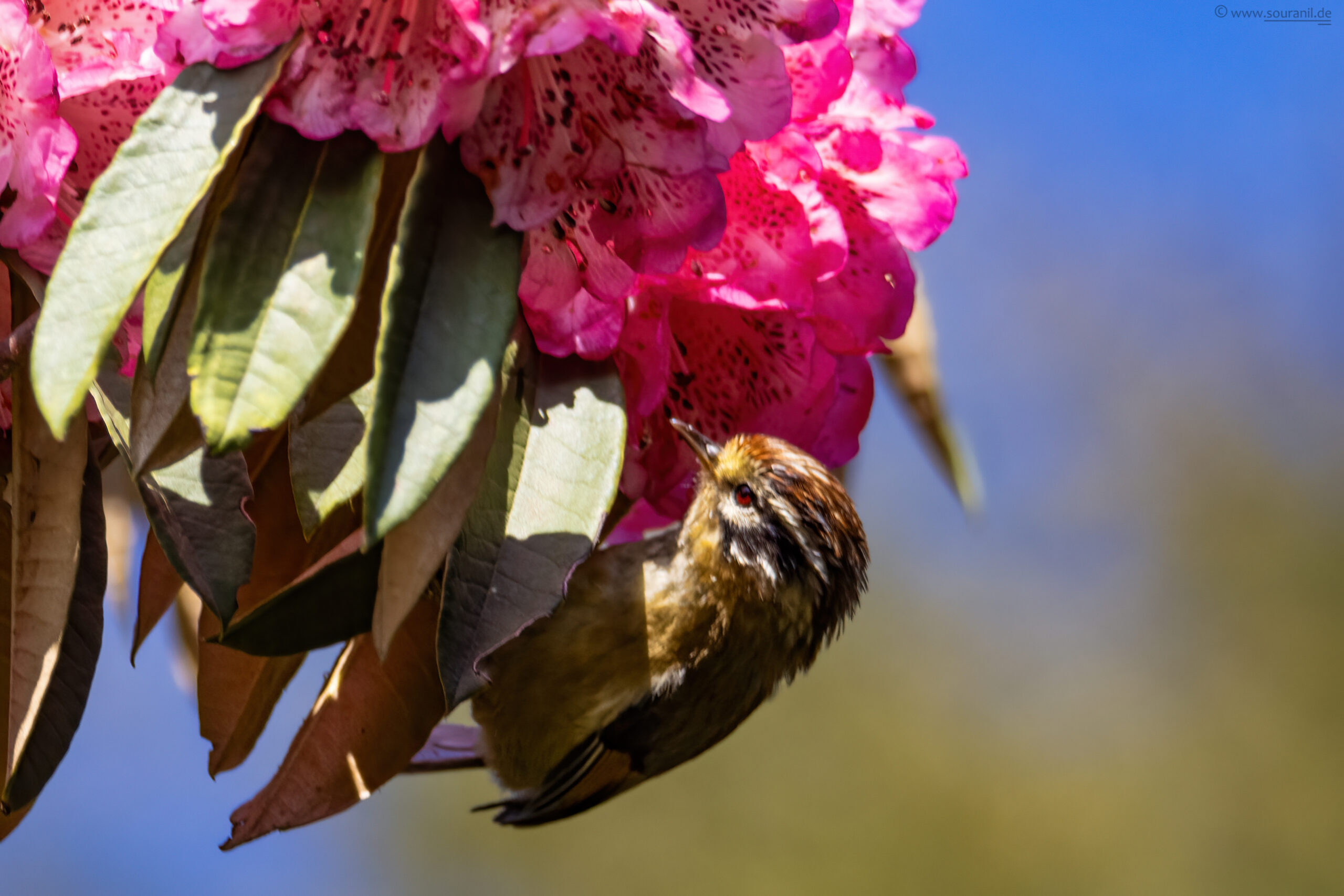 white-cheeked-fulvetta