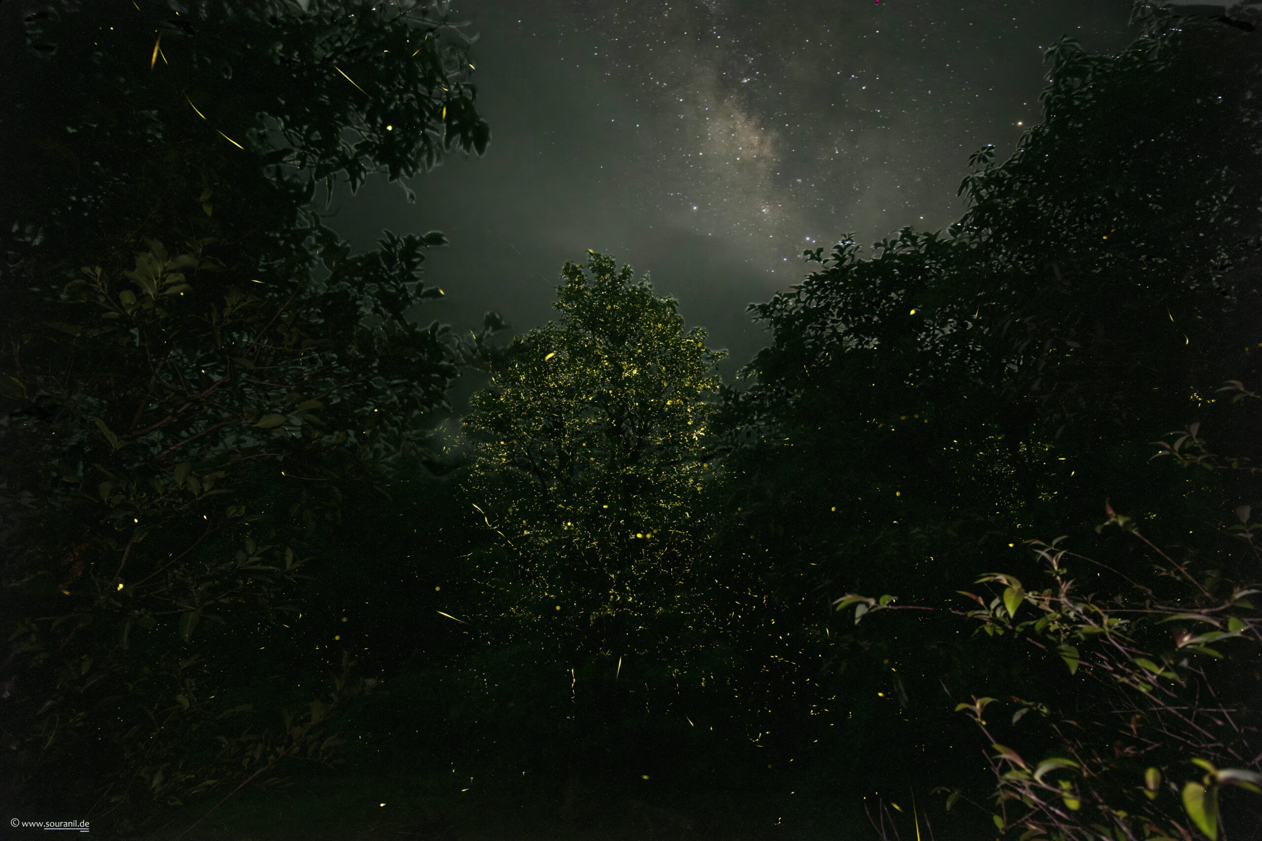 fireflies under starry night